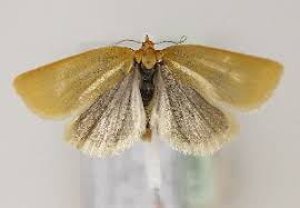 Attēlu rezultāti vaicājumam “Aphelia viburniana”