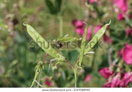 Attēlu rezultāti vaicājumam “Lathyrus tuberosus bud”