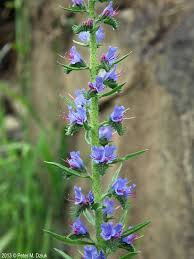 Attēlu rezultāti vaicājumam “Echium vulgare flower”