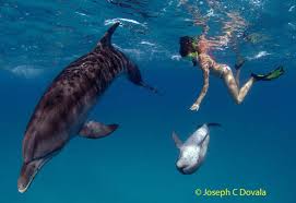 Image result for Durley Dolphin Diver