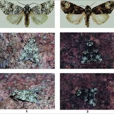 Attēlu rezultāti vaicājumam “Craniophora ligustri larva”