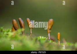 Attēlu rezultāti vaicājumam “Cordyceps ophioglossoides”