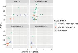 Image result for Vazella pourtalesii