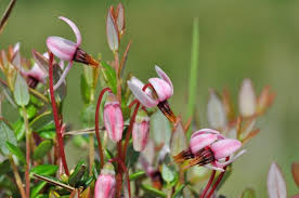 Attēlu rezultāti vaicājumam “Oxycoccus”