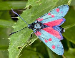 Attēlu rezultāti vaicājumam “Zygaena filipendulae exuvia”