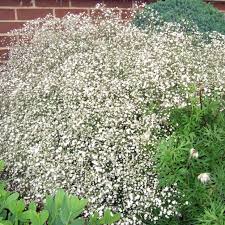 Image result for Gypsophila elegans