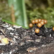 Attēlu rezultāti vaicājumam “Trichia ambigua”