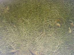 Attēlu rezultāti vaicājumam “Potamogeton rutilus”