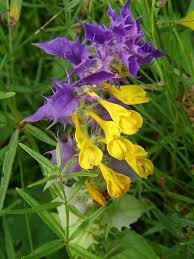 Attēlu rezultāti vaicājumam “Melampyrum nemorosum”