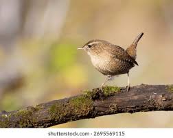 Attēlu rezultāti vaicājumam “Troglodytes troglodytes adult”