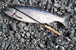 Image result for Oncorhynchus kisutch