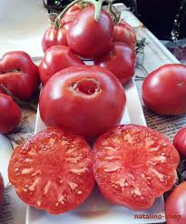 Afbeeldingsresultaat voor crnkovic yugoslavian tomato