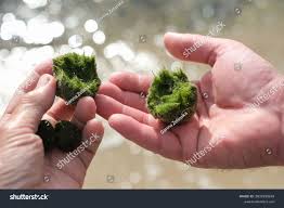 Imagini pentru Cladophora aegagropila