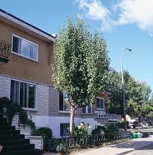 Attēlu rezultāti vaicājumam “Malus baccata”