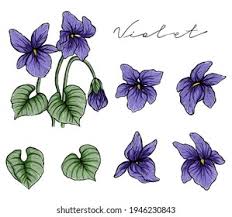 Attēlu rezultāti vaicājumam “Viola odorata flower”