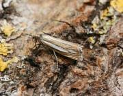 Attēlu rezultāti vaicājumam “Crambus silvella”