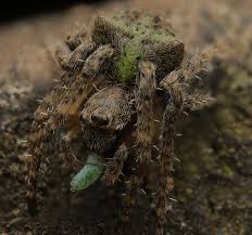 Attēlu rezultāti vaicājumam “Gibbaranea gibbosa”