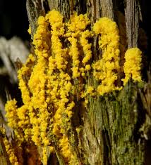 Attēlu rezultāti vaicājumam “Fuligo septica var. septica plasmodium”