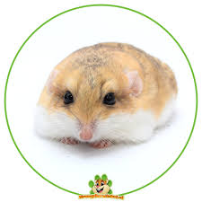 Image result for Gerbil