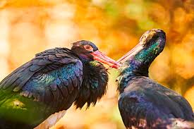 Attēlu rezultāti vaicājumam “Ciconia nigra adult”