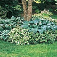 Attēlu rezultāti vaicājumam “Hosta sp.”