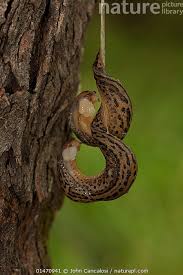 Attēlu rezultāti vaicājumam “Limax maximus”