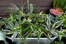 Image result for Ptilostemon afer