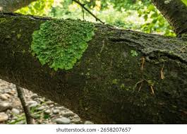 Attēlu rezultāti vaicājumam “Peltigera”