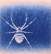 Attēlu rezultāti vaicājumam “Araneidae”