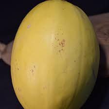 Attēlu rezultāti vaicājumam “Cucurbita pepo fruit”