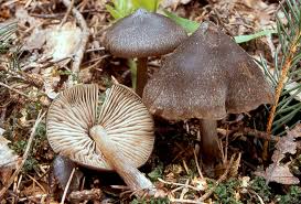 Attēlu rezultāti vaicājumam “Entoloma vernum”