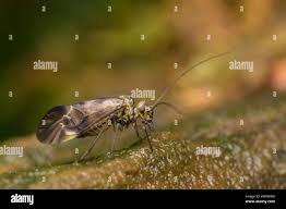 Attēlu rezultāti vaicājumam “Metylophorus nebulosus”
