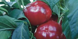 Afbeeldingsresultaat voor topepo giallo sweet pepper