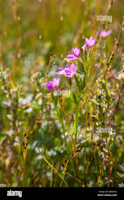 Attēlu rezultāti vaicājumam “Centaurium littorale flower”