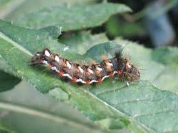 Attēlu rezultāti vaicājumam “Acronicta rumicis larva”