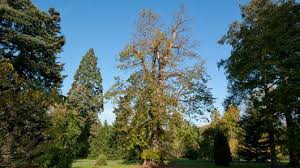 Attēlu rezultāti vaicājumam “Tilia platyphyllos subsp. cordifolia”