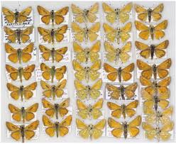 Attēlu rezultāti vaicājumam “Hesperia comma underside”