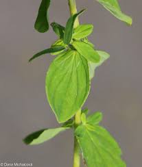 Attēlu rezultāti vaicājumam “Hypericum maculatum leaf”