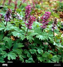 Attēlu rezultāti vaicājumam “Corydalis cava”