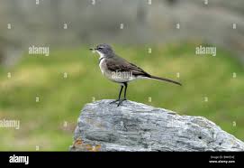 Attēlu rezultāti vaicājumam “Motacillidae”