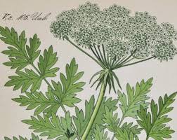 Attēlu rezultāti vaicājumam “Libanotis montana”