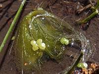 Attēlu rezultāti vaicājumam “Lemna gibba”