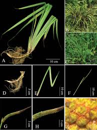 Attēlu rezultāti vaicājumam “Acoraceae”
