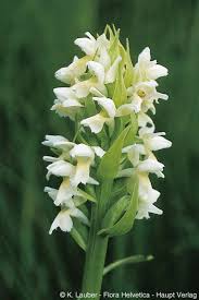Attēlu rezultāti vaicājumam “Dactylorhiza ochroleuca”