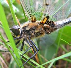 Attēlu rezultāti vaicājumam “Tettigoniodea exuvia”