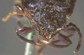 Attēlu rezultāti vaicājumam “Callidium violaceum”