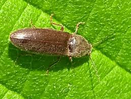 Attēlu rezultāti vaicājumam “Athous sp.”