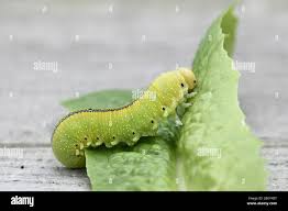 Attēlu rezultāti vaicājumam “Cimbex femoratus larva”