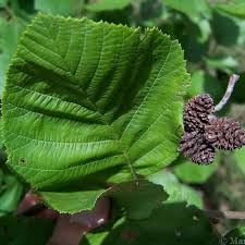 Attēlu rezultāti vaicājumam “Alnus incana leaf”