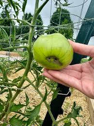 Afbeeldingsresultaat voor cherokee purple tomato